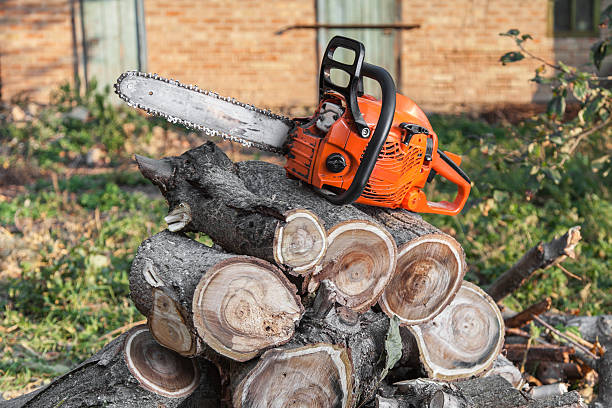 Tree Root Removal